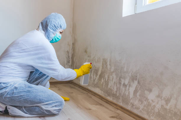 Licensed Attic Mold Remediation service in Fairview, NC - Car Mold Remediation