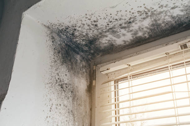 Affordable Attic Mold Remediation solutions in Fairview, NC